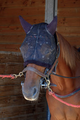 cheval portant un masque anti-mouche © Dominique VERNIER