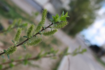 spring macro leaf and flower of new life
