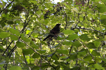 Blackbird