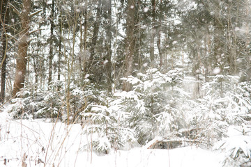 Winter landscape of country fields and roads
