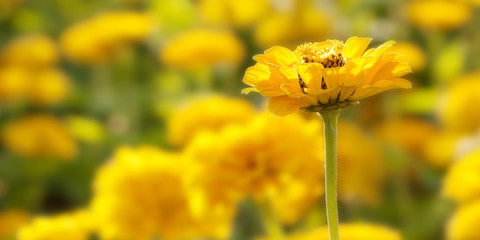beautiful yellow flower of monarda fistulosa blooming in a flower bed in a sunny park or garden