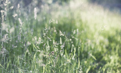 Landscape is summer. Green trees and grass in a countryside landscape. Nature summer day. Leaves on the bushes.