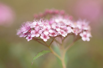 Obraz premium beautiful pink tender flowers of spirea gathered in inflorescence