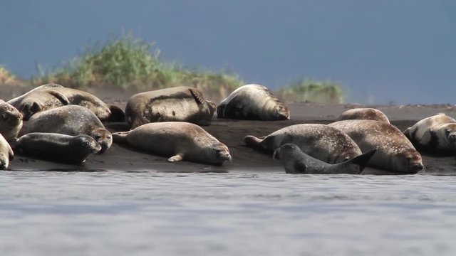 Iceland Seals on the shore