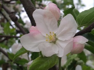 beautiful red and white flowers