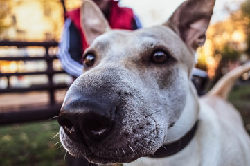 bokeh dog portrait