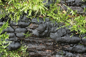 Brittle cinder fungus, Kretzschmaria deusta, seious pathogen of park trees