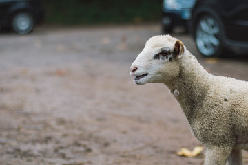 Young lamb head portrait on a car parking