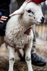 Young lamb sheep body portrait on a playful farm