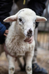 Young lamb sheep body portrait on a playful farm