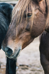 Obraz premium Brown horse head portrait