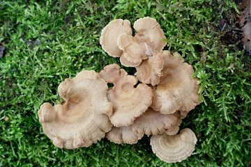Panellus stipticus, commonly known as the bitter oyster, the astringent panus, the luminescent...