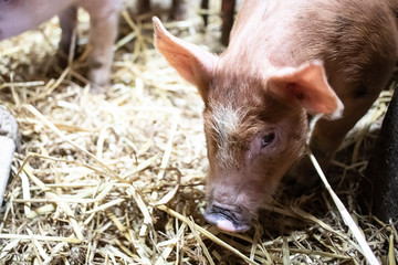 Some cute piglets on a farmhouse