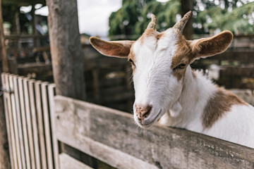 Young white and brown goat portrait in a farm