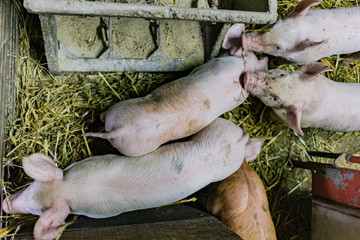 Some cute piglets on a farmhouse