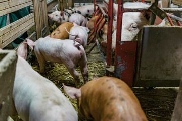 Some piglets on a farm