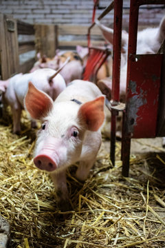 Piglet on a farm