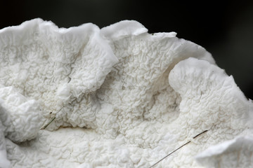 White soft texture of a fungus called Plicatura nivea