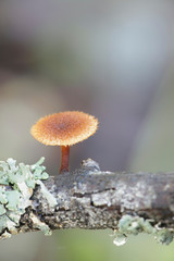 Hedgehog scalycap, Phaeomarasmius erinaceus