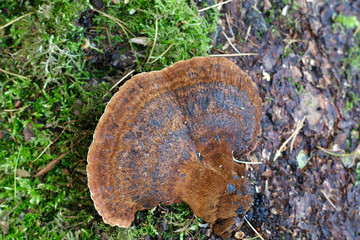 Benzoin bracket fungus, Ischnoderma benzoinum