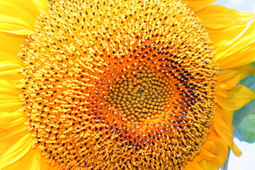 bee on sunflower