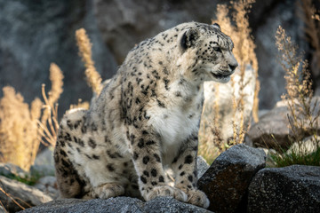 Obraz premium Schneeleopard auf der Pirsch 03