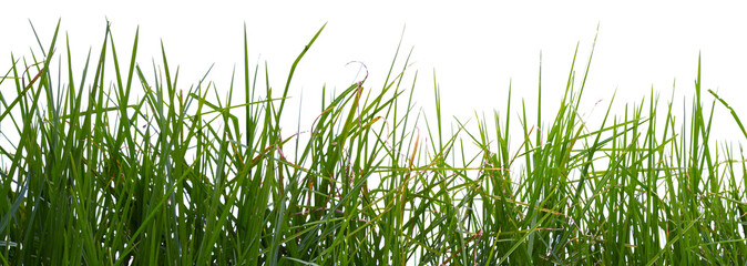 Bordure d’herbe, fond blanc 