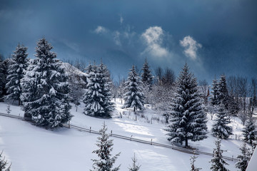 Obraz premium Snowy fir trees