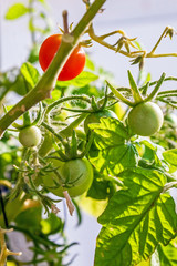 Cherry tomatoes at the plant