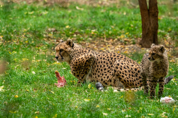 Gepardenfamilie 08