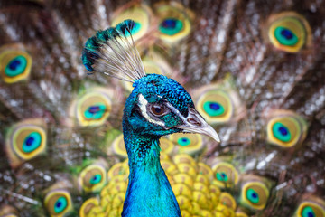 Colorful peacock showing off his tail