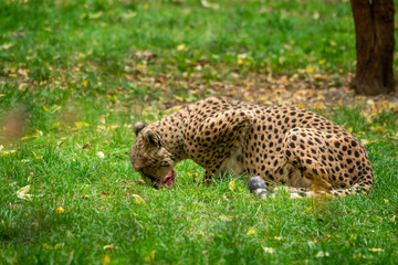 Gepard beim Fressen von Fleisch © Ronny Müller