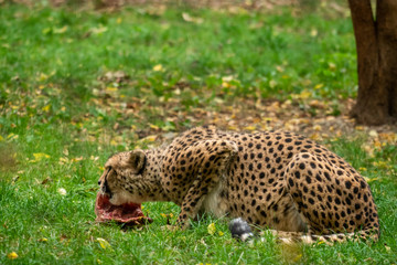 Gepard beim Fressen
