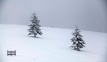 Snowy fir trees