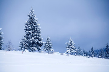 Fototapeta premium Snowy fir trees