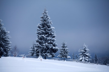 Naklejka premium Snowy fir trees