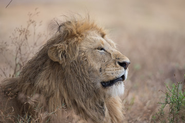 Lion profil © Tbricola