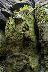 Fern growing on rock.
