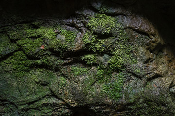 A moss growing on a rock.