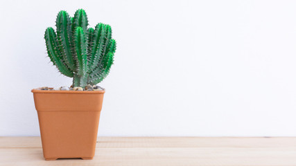 Beautiful Cactus in pot brown with Copy space for a text on wooden background, Blank for design.