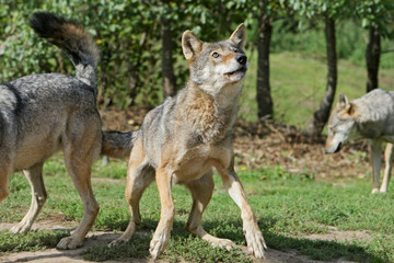 Euraziatische wolf kijkt aandachtig omhoog