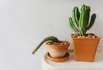 Two succulents or cactus in clay pots on white background by front view, with Copy space for a text.