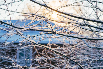 Closeup of snow covered twigs in winter. Filtered image