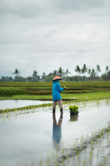 Fototapeta na wymiar Woman is working in rice field. In a rainy day. Bali Indonesia