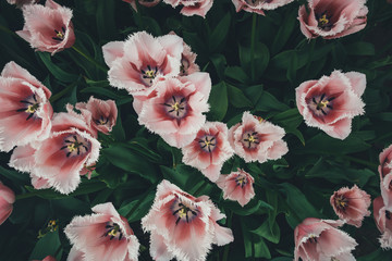Pink Tulips From Above