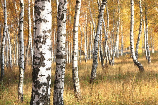 Fototapeta beautiful scene with birches in yellow autumn birch forest in october among other birches in birch grove