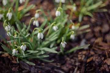 first snowdrops