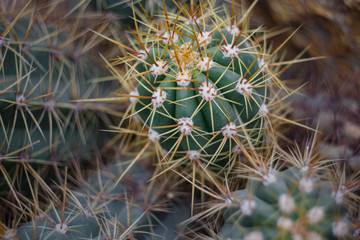 Naklejka na ściany i meble cactus with big spines