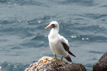 A masked booby on a stone