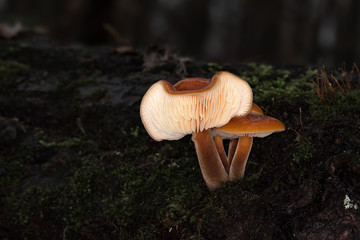 Edible and very tasty mushroom growing in winter (Flammulina velutipes) photo Czech Republic, Europe